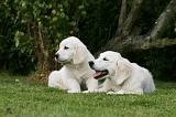 GOLDEN RETRIEVER 962